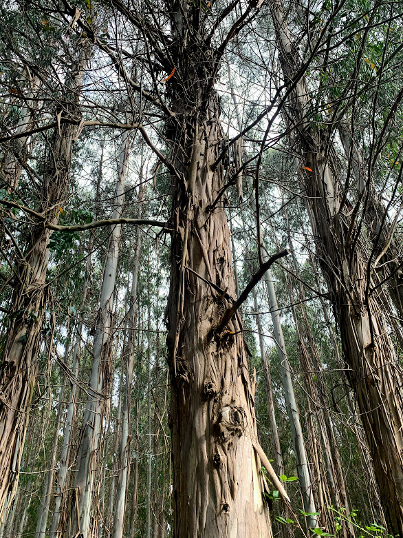 Camino De Santiago: Eucalyptus Forest