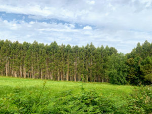 Camino De Santiago: Eucalyptus Forest